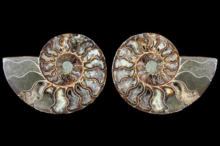 Cut & Polished Ammonite Fossil - Agatized #103078